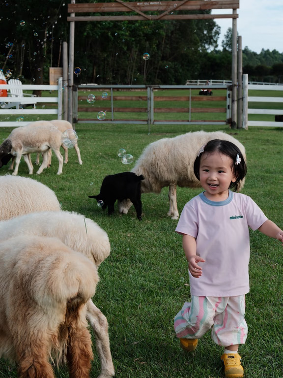 真的不在新西兰！就在佛山！🐑