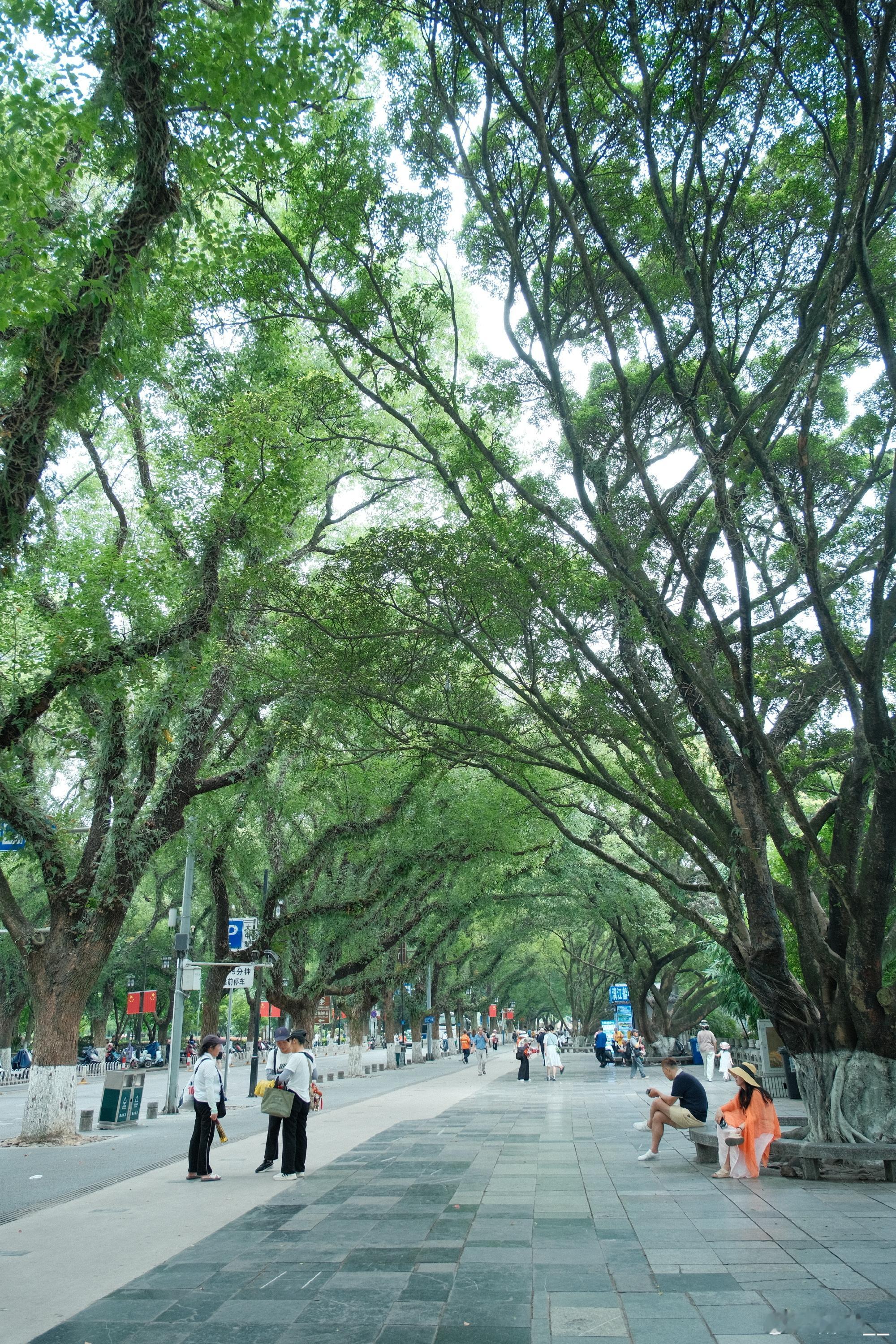 wow喜欢滨江路毛毛茸茸的樟树像是夏天里的绿野仙踪超级美的山水 像从地...
