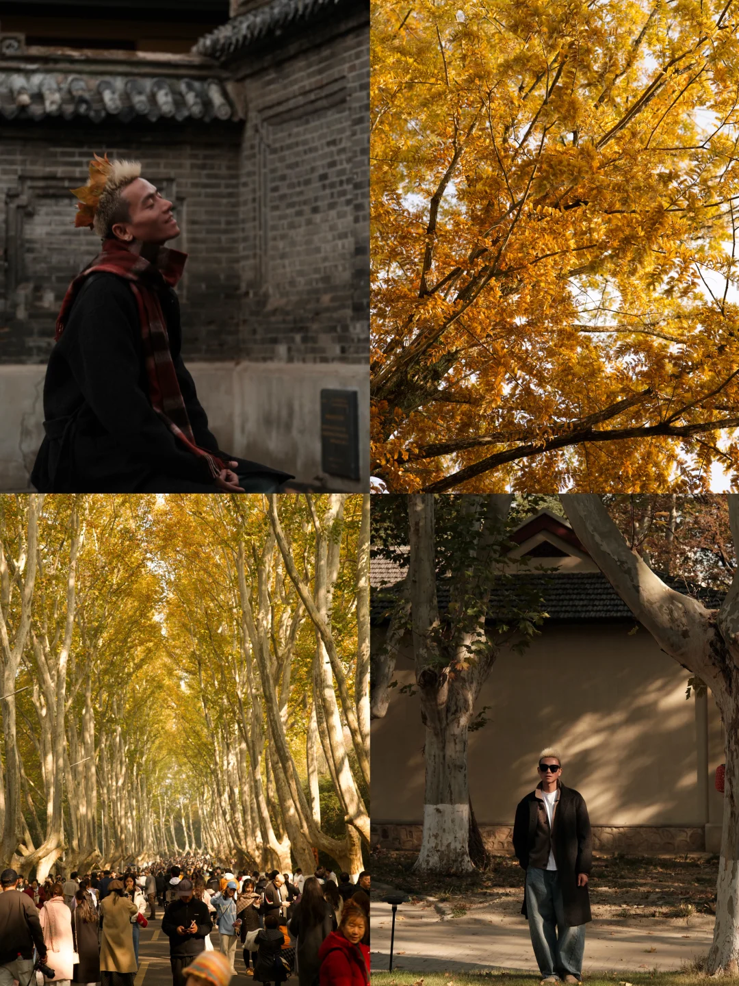 临时改签｜从皖南水墨到金陵梧桐的极致秋意