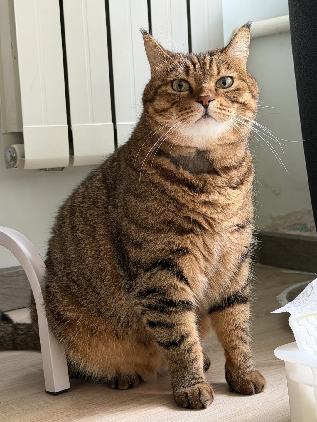 围脖漏风 是英雄小猫的勋章