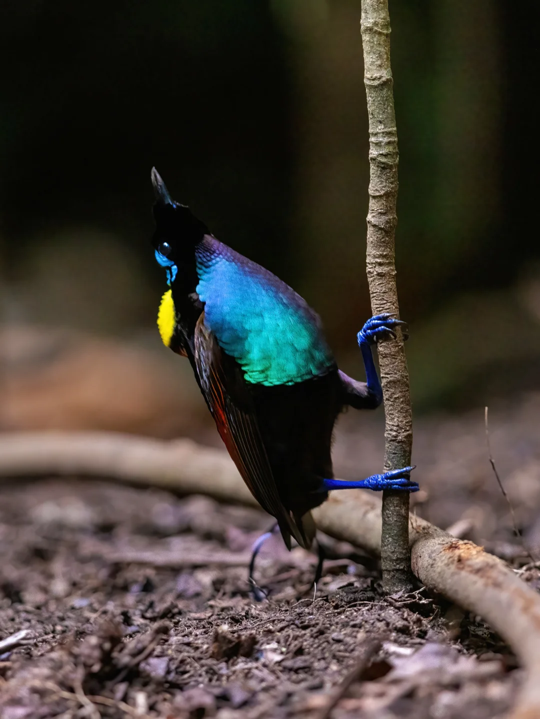 没想到威氏极乐鸟还是个变色高手