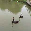 爱说真话的人