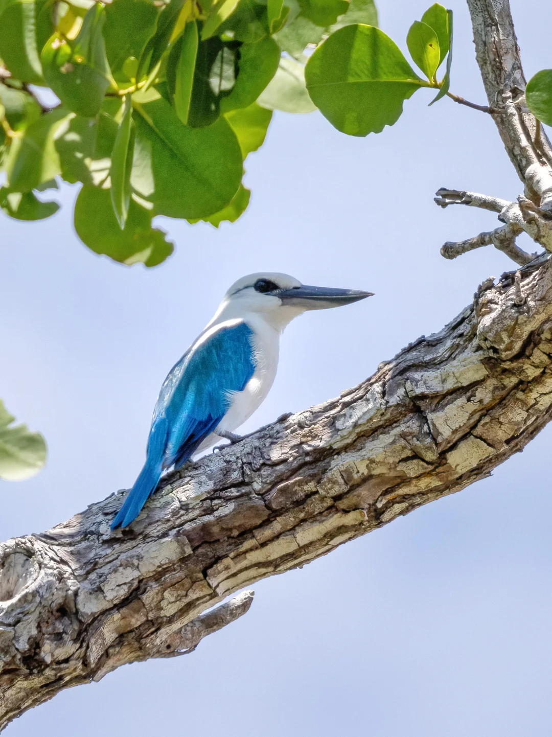 一种喜欢在阳光沙滩上晒太阳的翠鸟