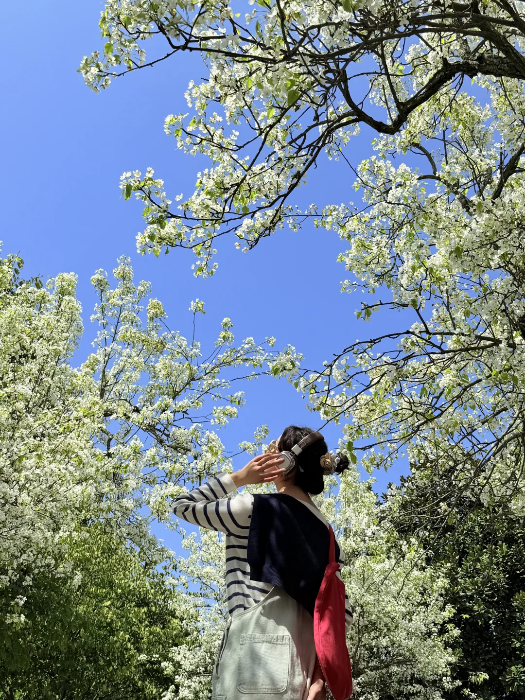 2025我在成都拍到的🌸！年度总结……（附地址）