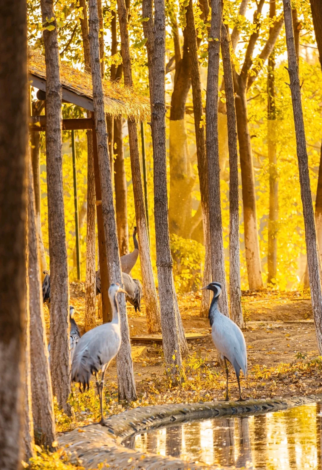 0元解锁艾溪湖赏秋金黄林指南，附定位攻略