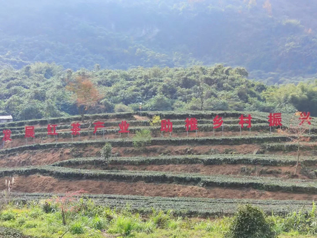 英德红茶，世界高香红茶，你喝过吗？