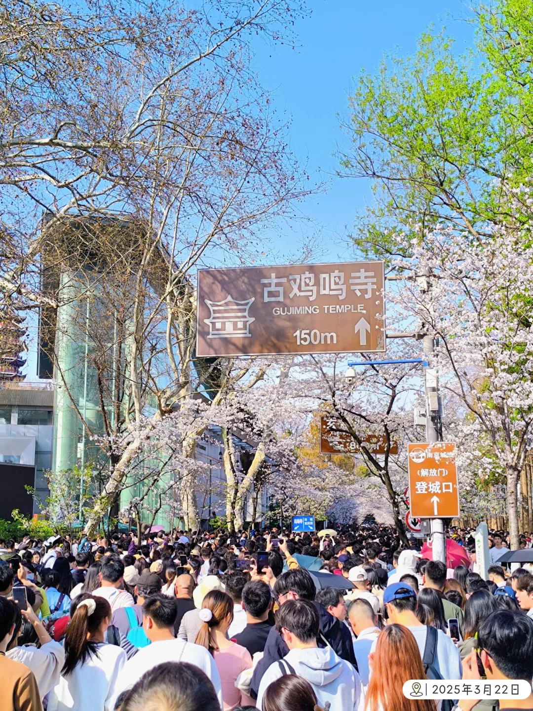 🌸南京鸡鸣寺樱花季巨多人！附3.10花况