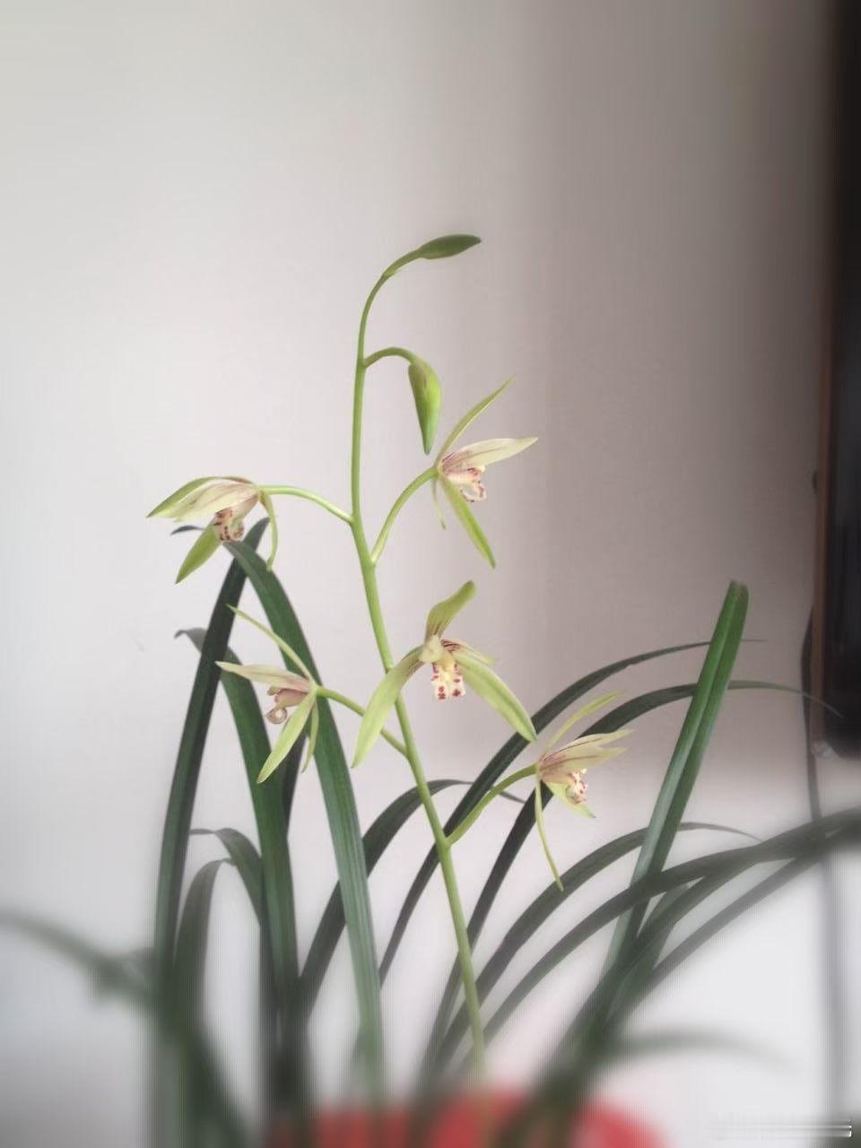 《养兰小记》         2013年仲春，从“遗弃”处获之，移植家...