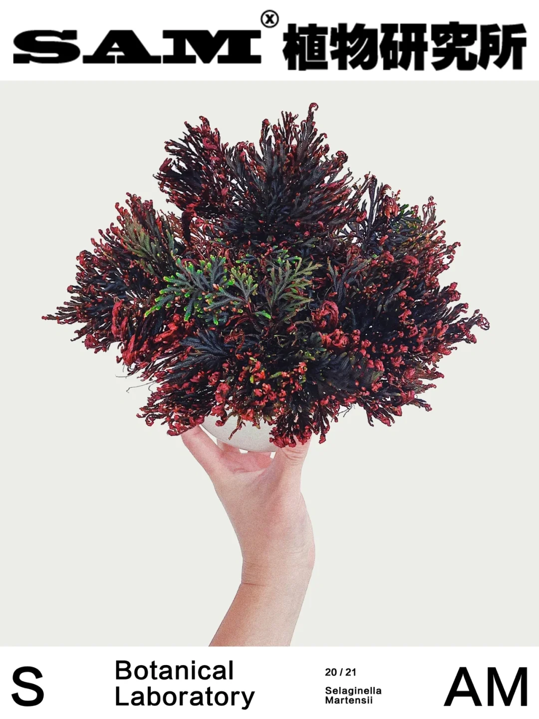 红珊瑚卷柏｜Selaginella Martensii