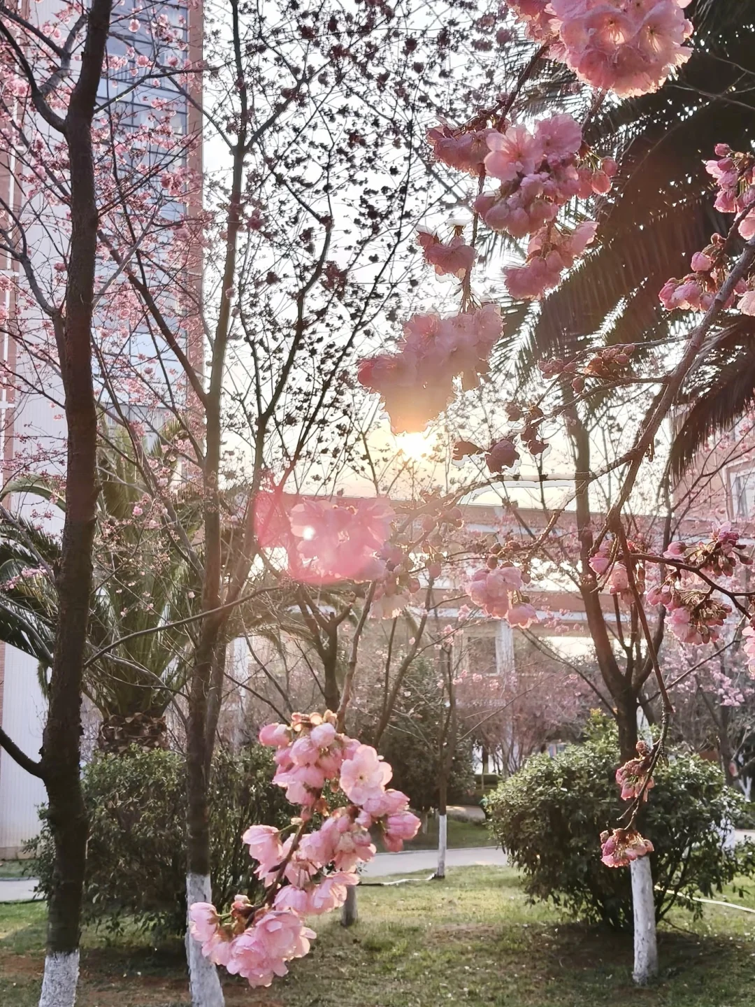 朝霞与樱花交相辉映的早上