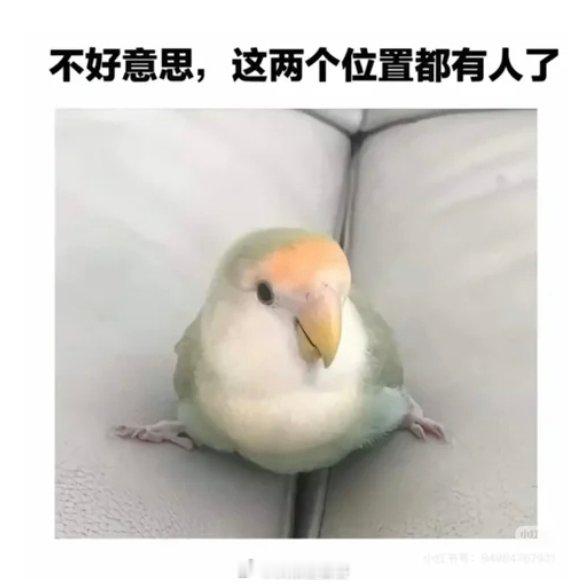 李鸟给两位同事占座之中 ​