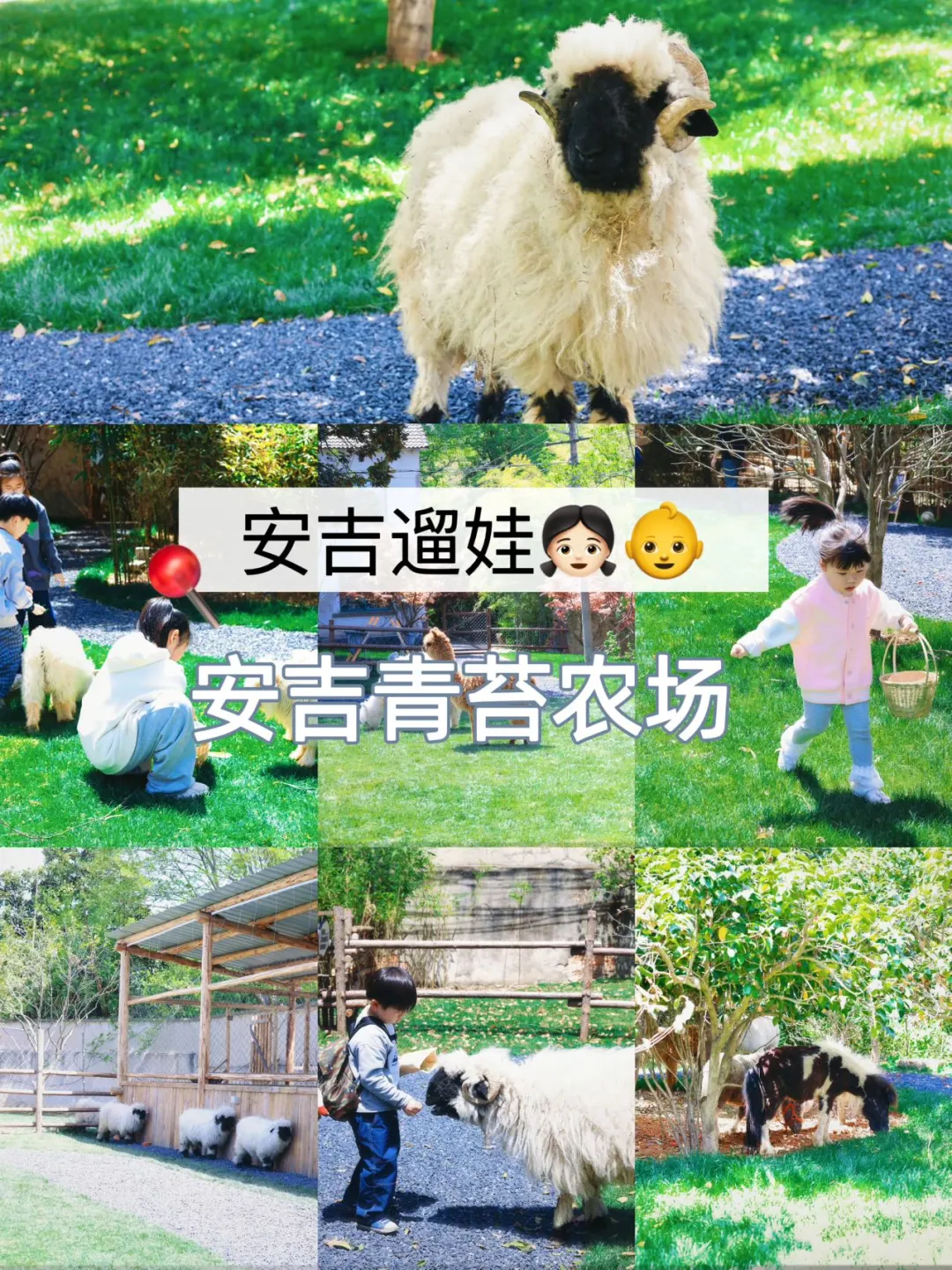 安吉遛娃|安吉农场也有小羊肖恩 放羊啦