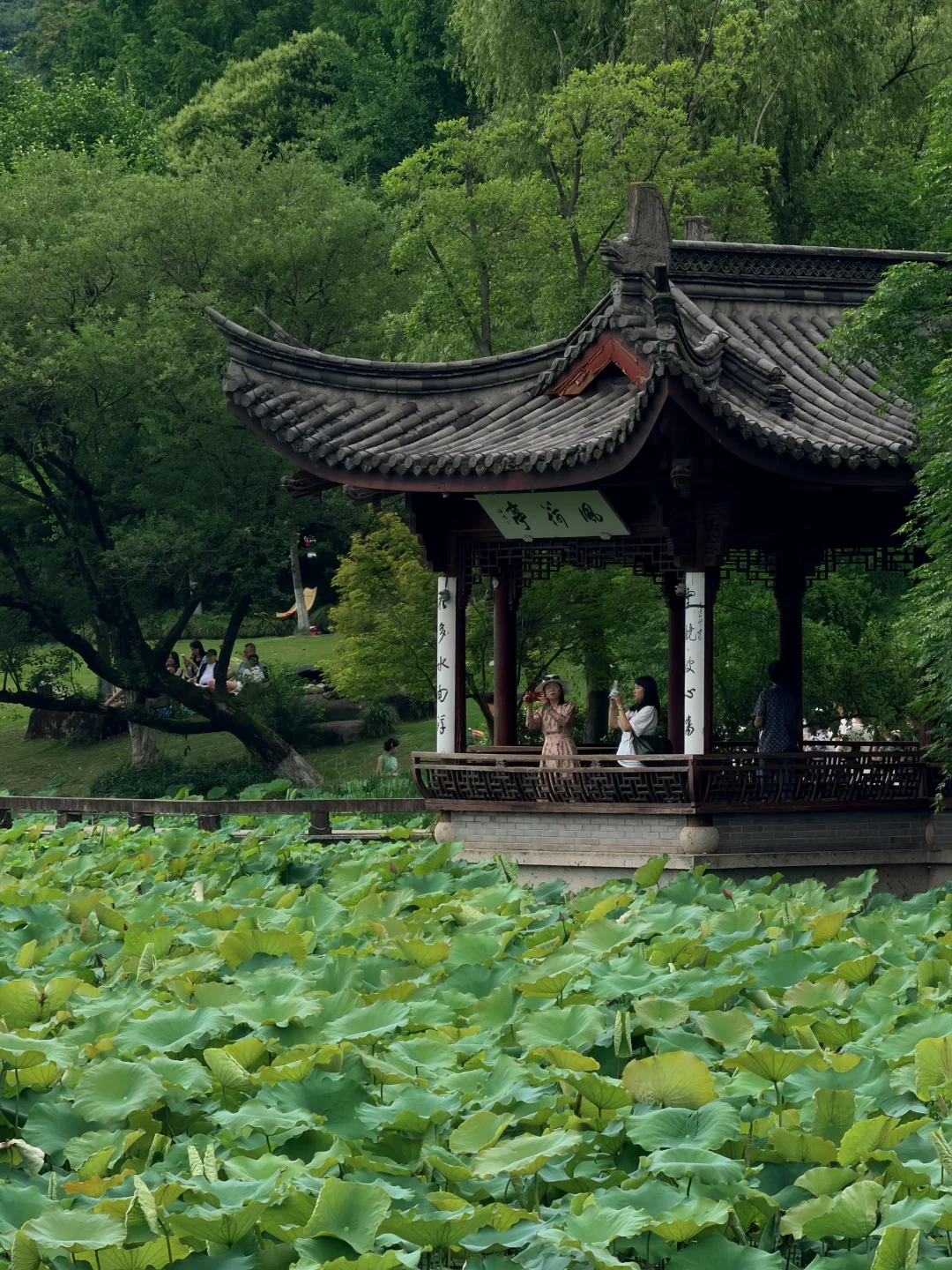 以为西湖够美了，直到来到湘湖荷花庄