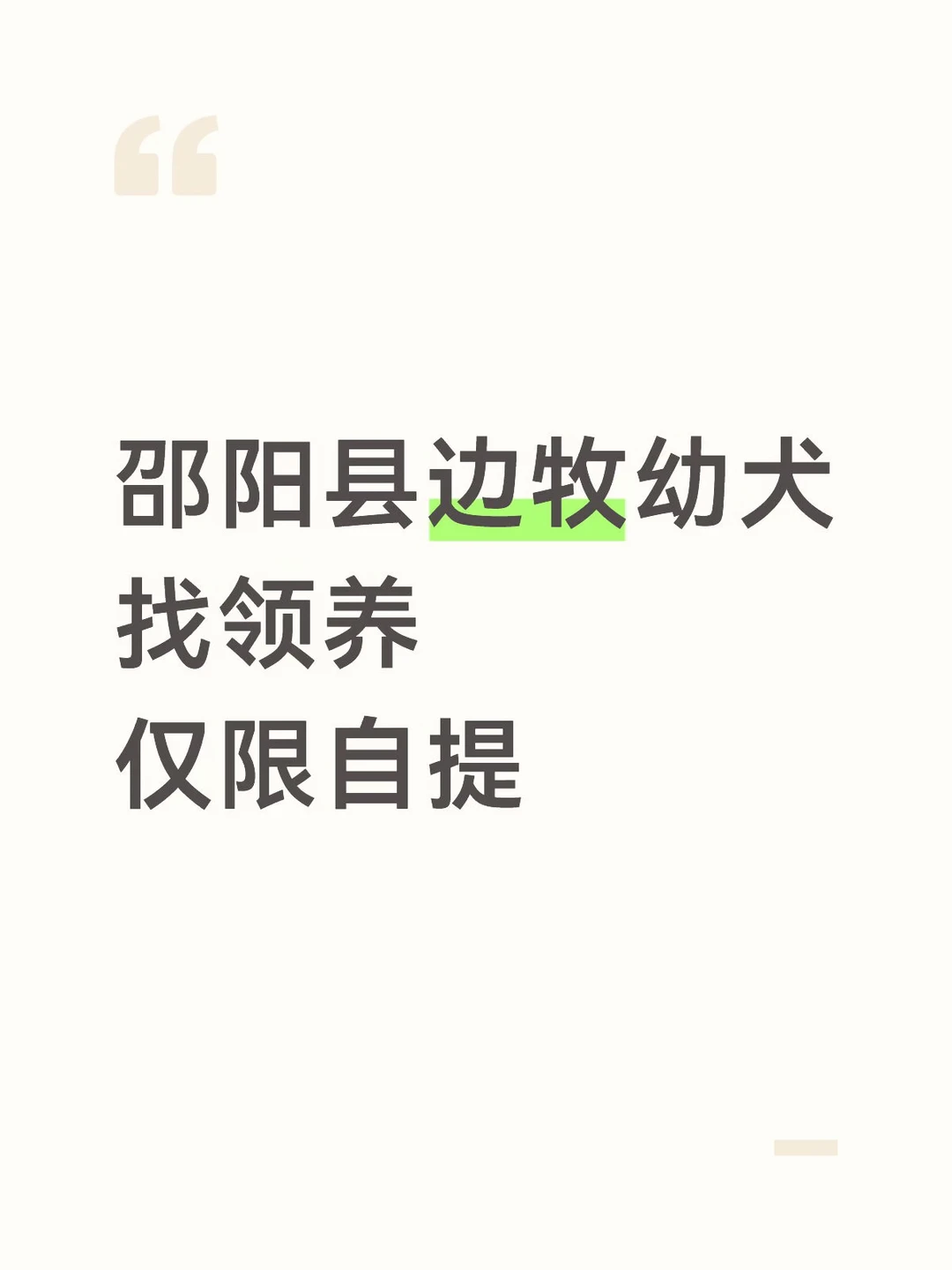 黑白边牧妹妹找领养