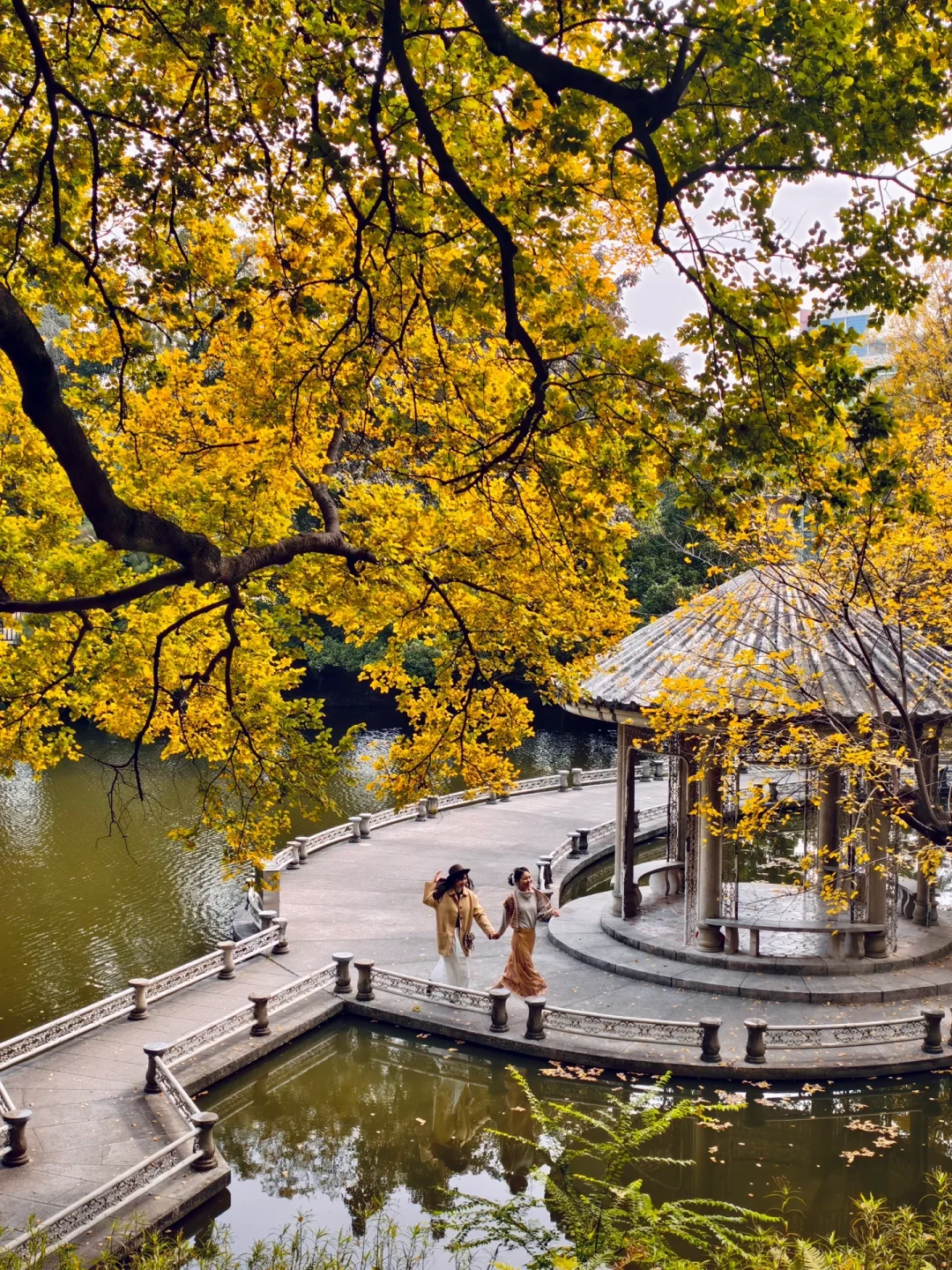 金灿灿的秋色公园，就在佛山🍂12.24实拍📱