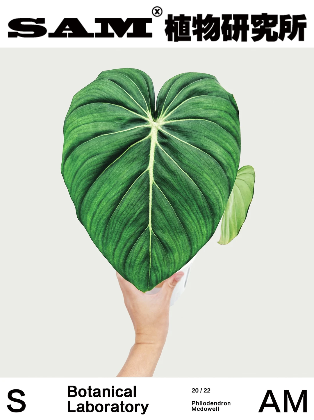 麦克道尔｜Philodendron Mcdowell