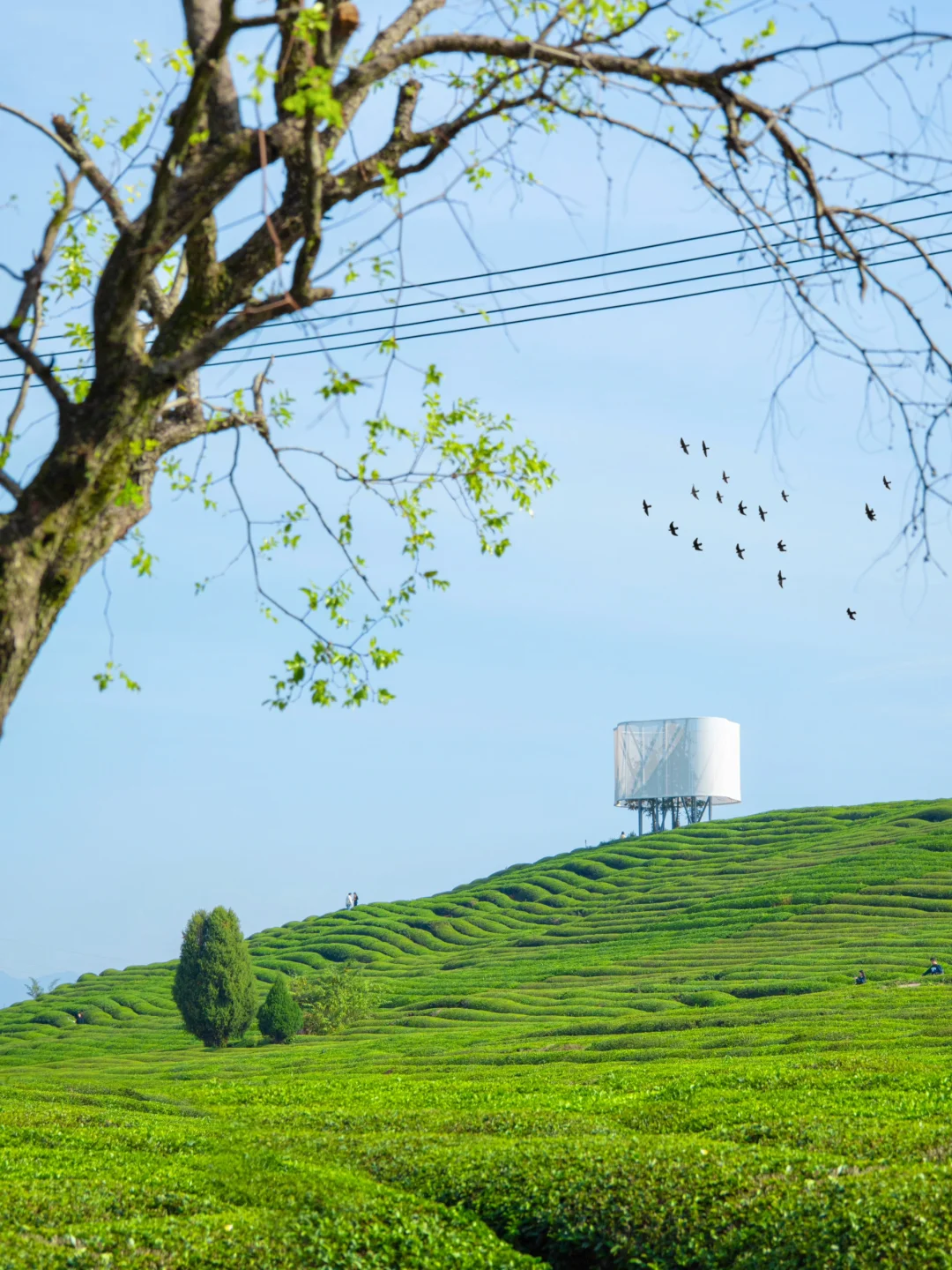 以为婺源春天已经够美了，直到我去了景德镇…