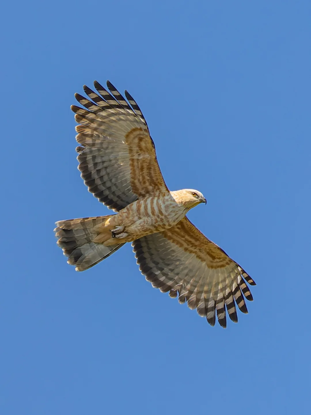 沐浴阳光的褐冠鹃隼在山间巡逻
