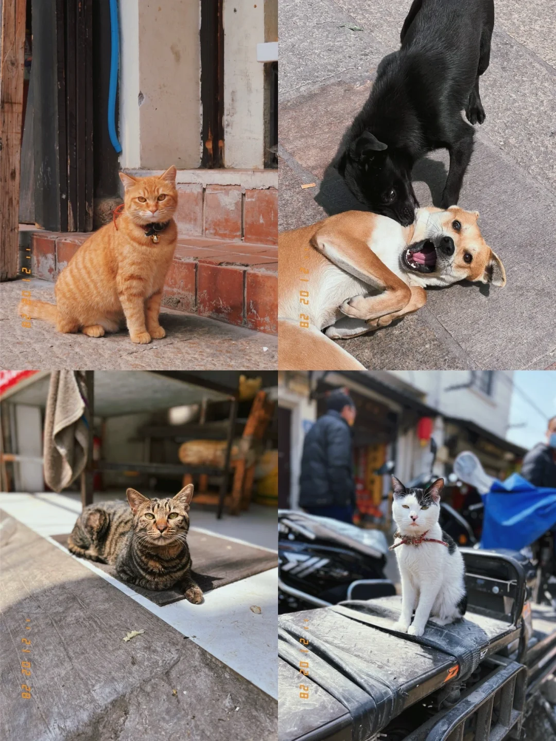 苏州记录 | 奇奇怪怪可可爱爱的猫猫狗狗❗️