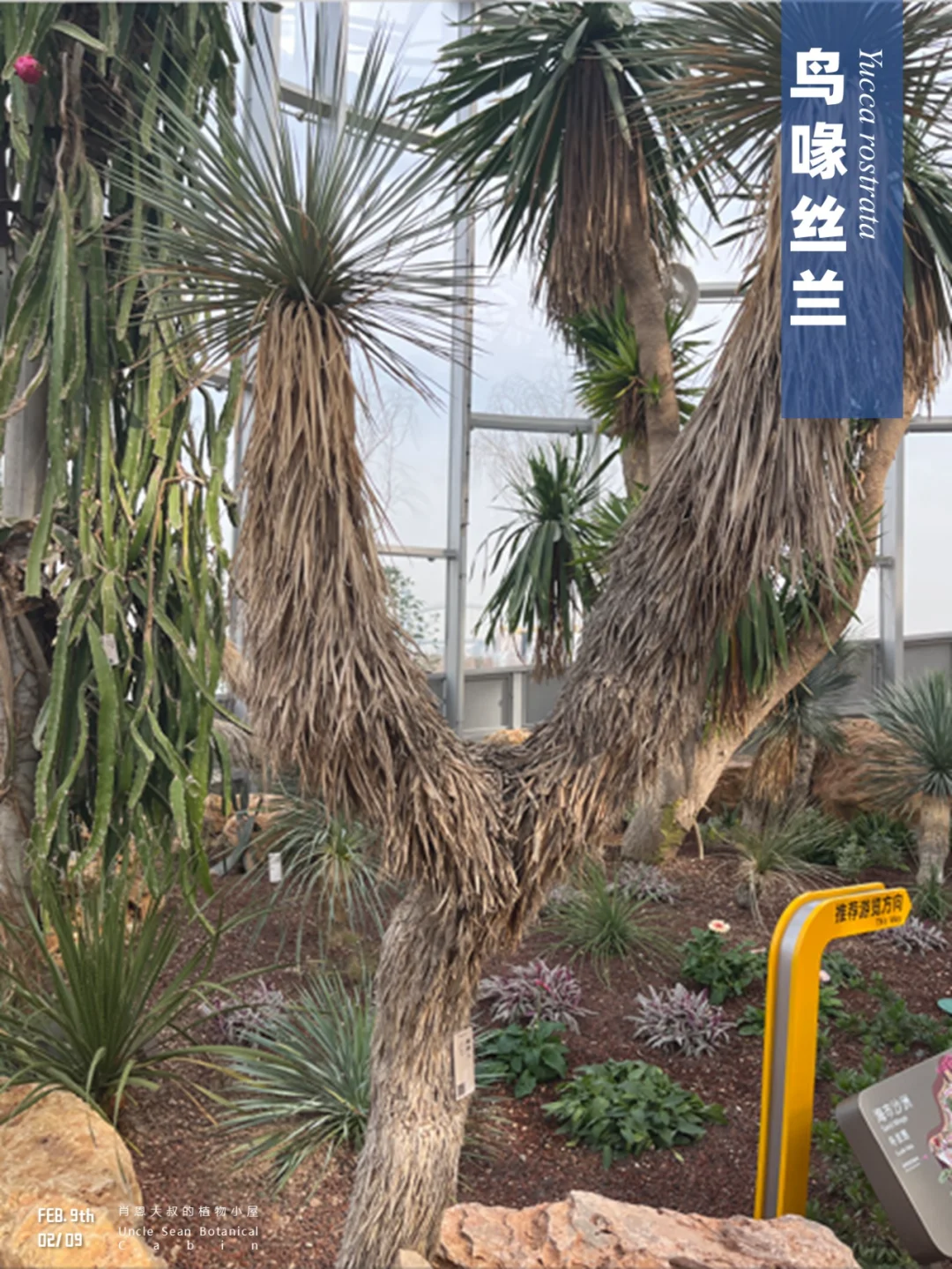 披头散发的稻草人在国外过的很精神~