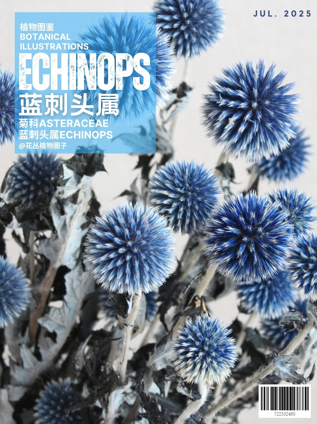 蓝刺头属Echinops