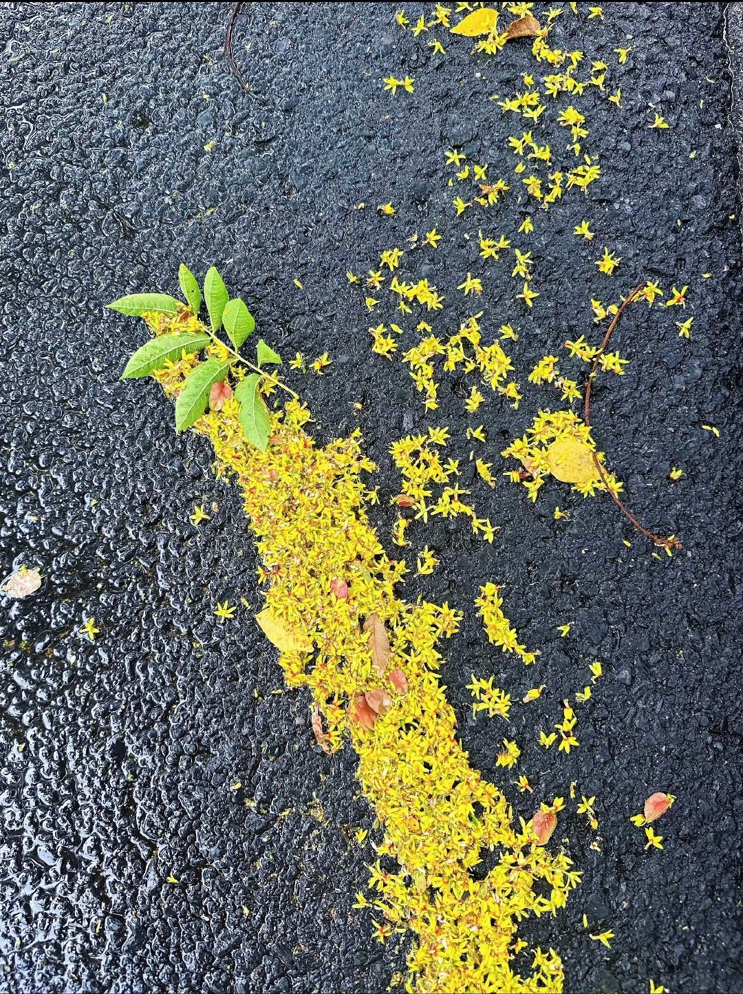 马上就到这个季节了 
黄灿灿的栾树花铺满了大地
是秋天送给夏天的浪漫 ​