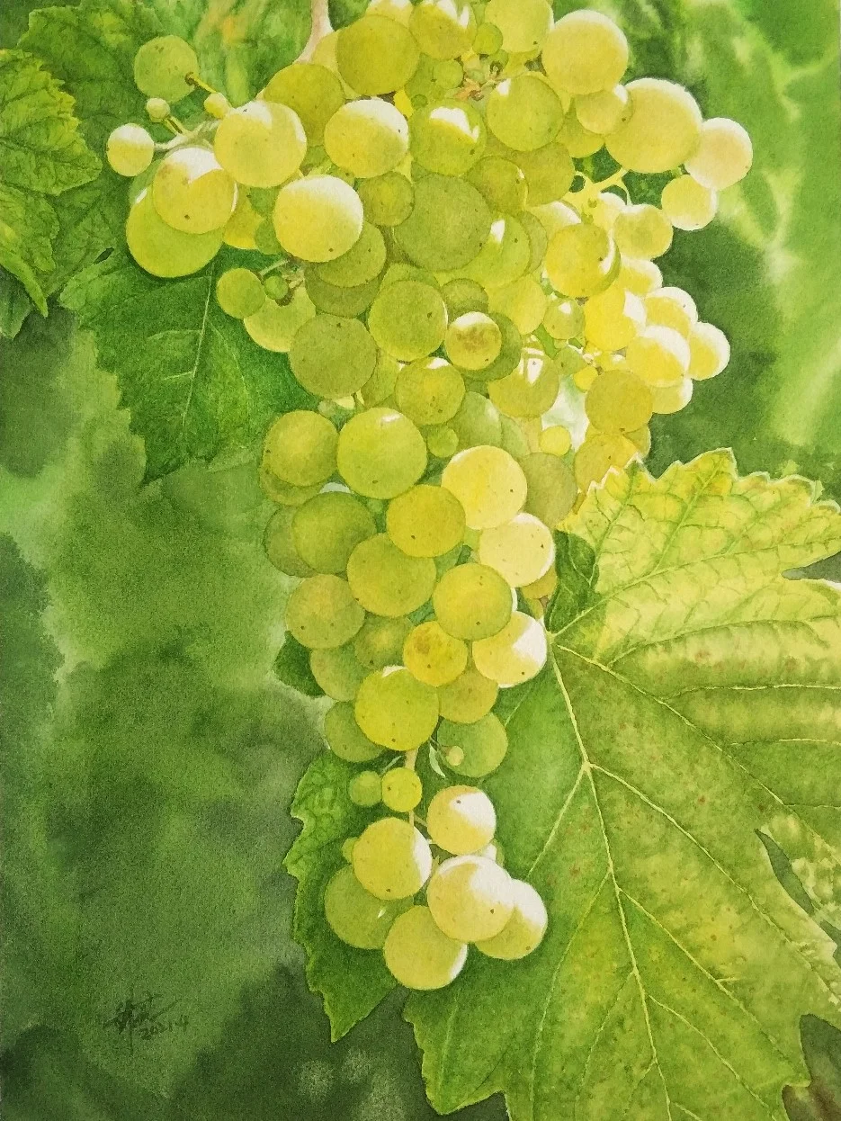 水彩 葡萄