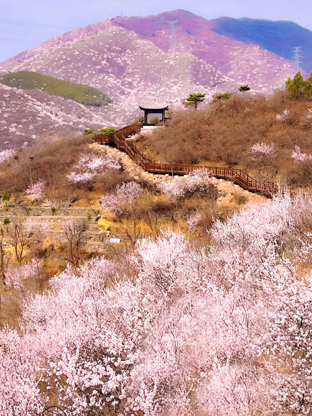 接下来的北京，是无数次的春和景明🌸（合集）