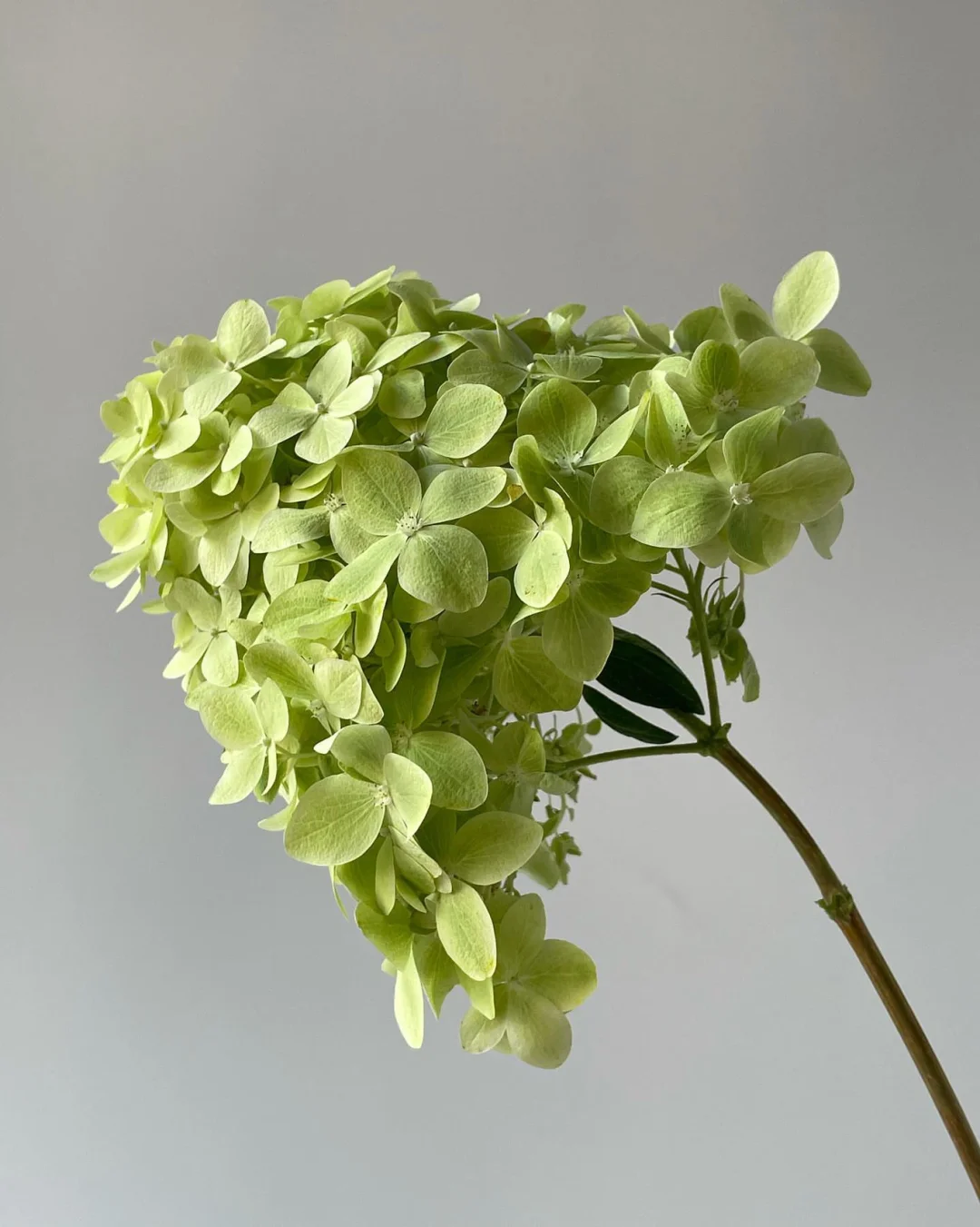 带你每天认识一种花材97｜小酸橙绣球