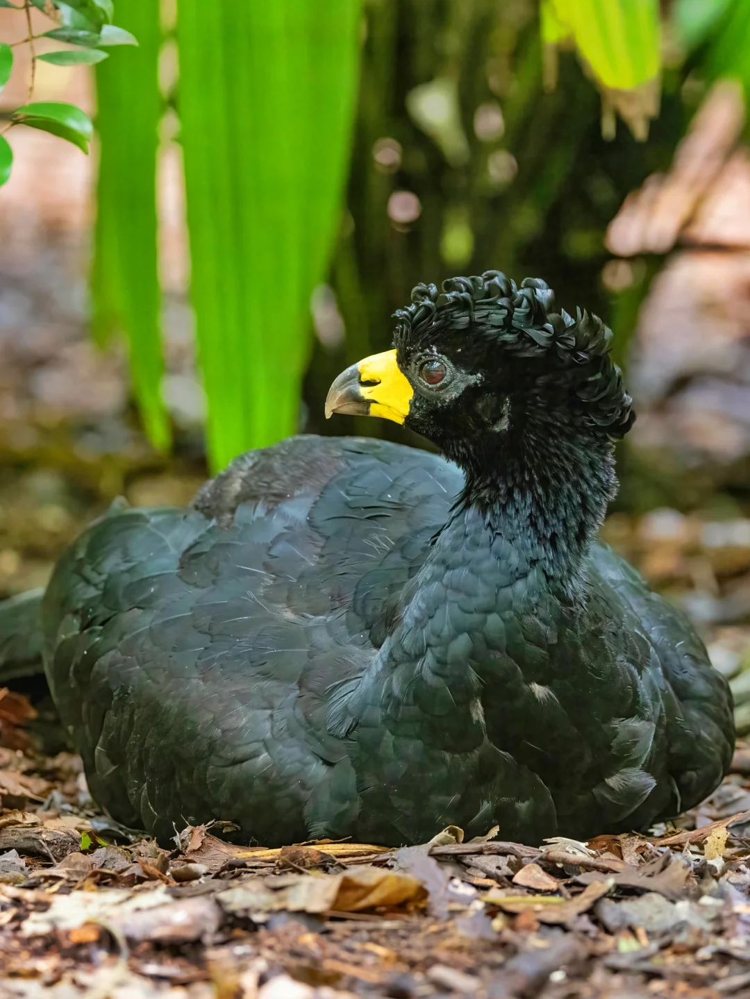 珍稀的裸脸凤冠雉像是烫了头
