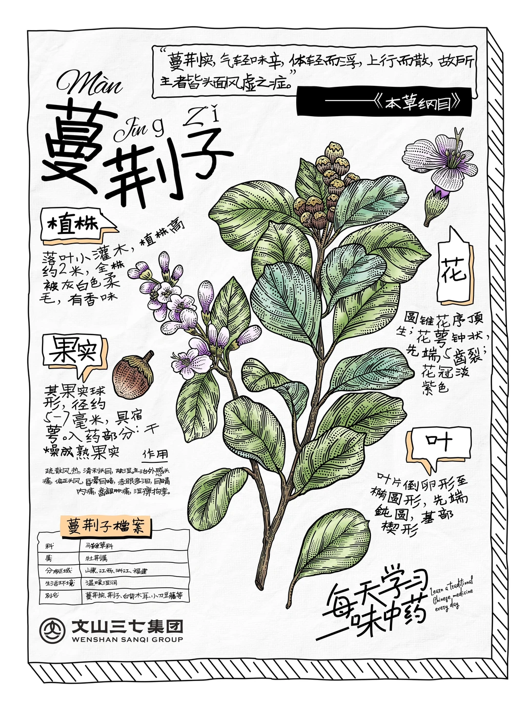 👉每天学习一味中药：蔓荆子