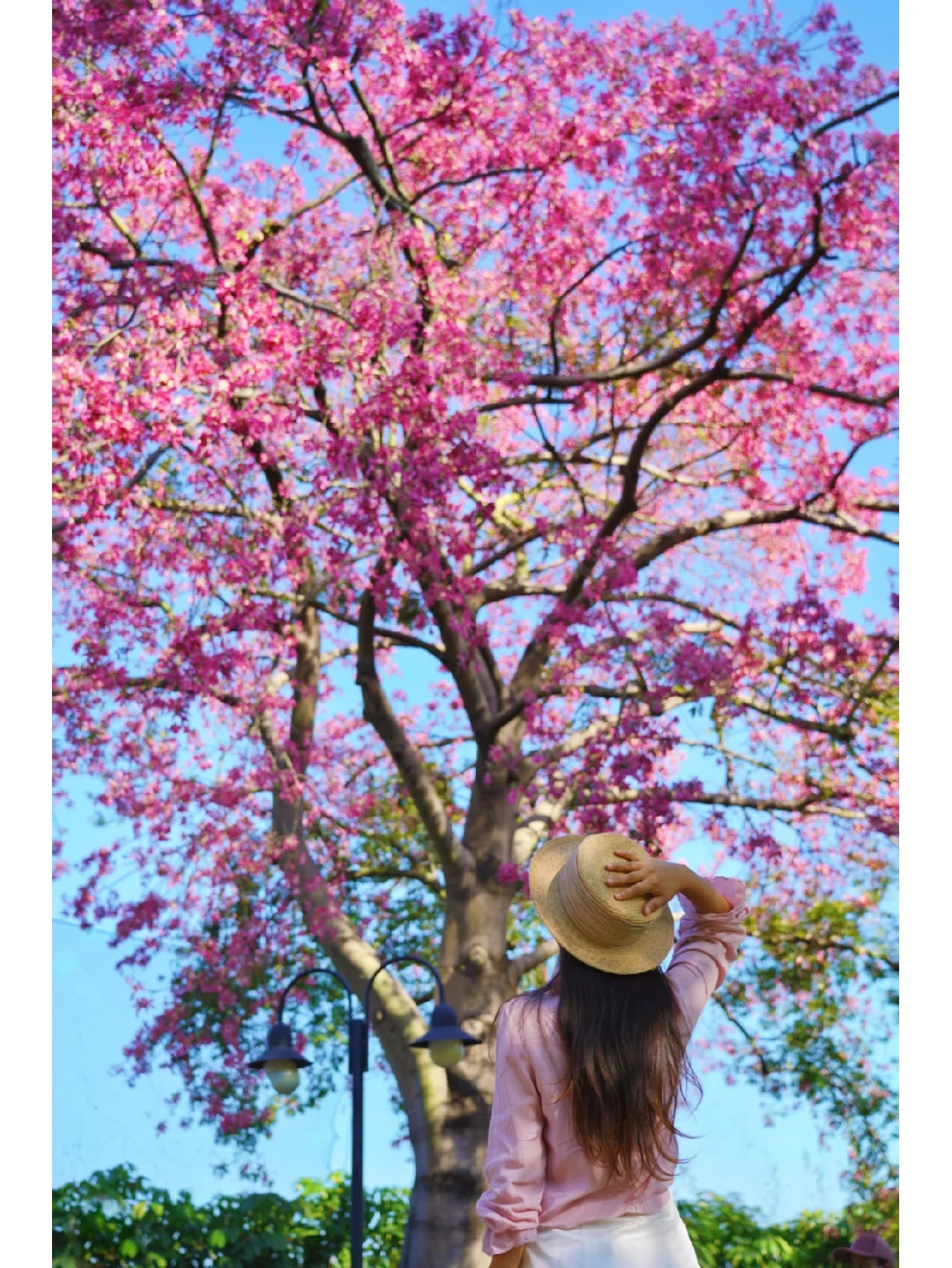 聚芳园的异木棉🌸开启了广州的粉色秋天