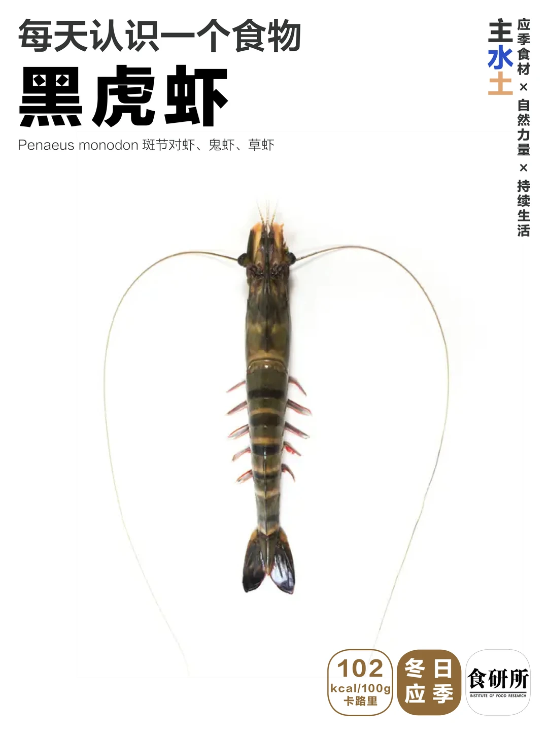 黑虎虾 |牛海老和斑节对虾都是它