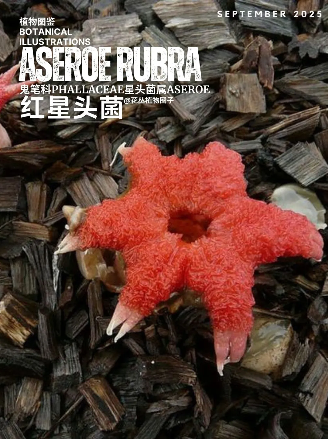 南极星之花puapua-a-Autahi