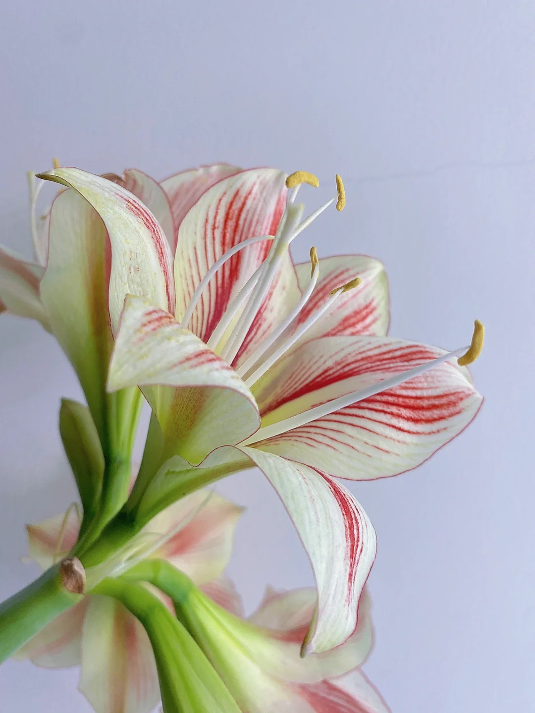 带你每天认识一种花材171｜“童话”朱顶红