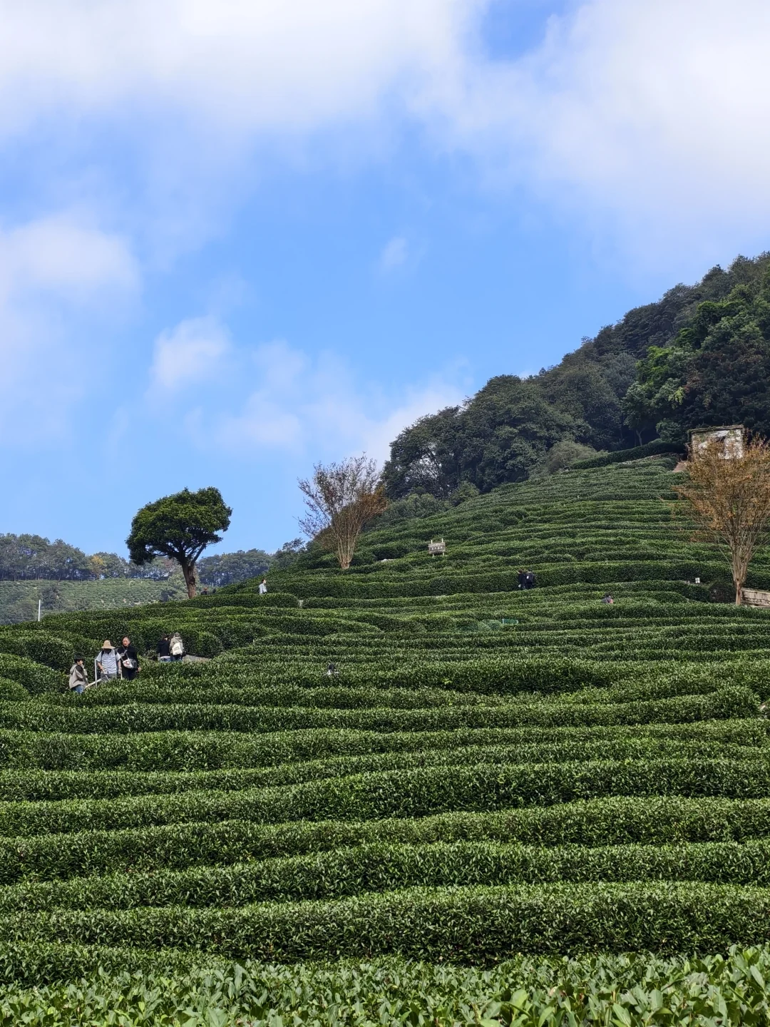 我发誓❗❗去龙井村这条反向路线才正确