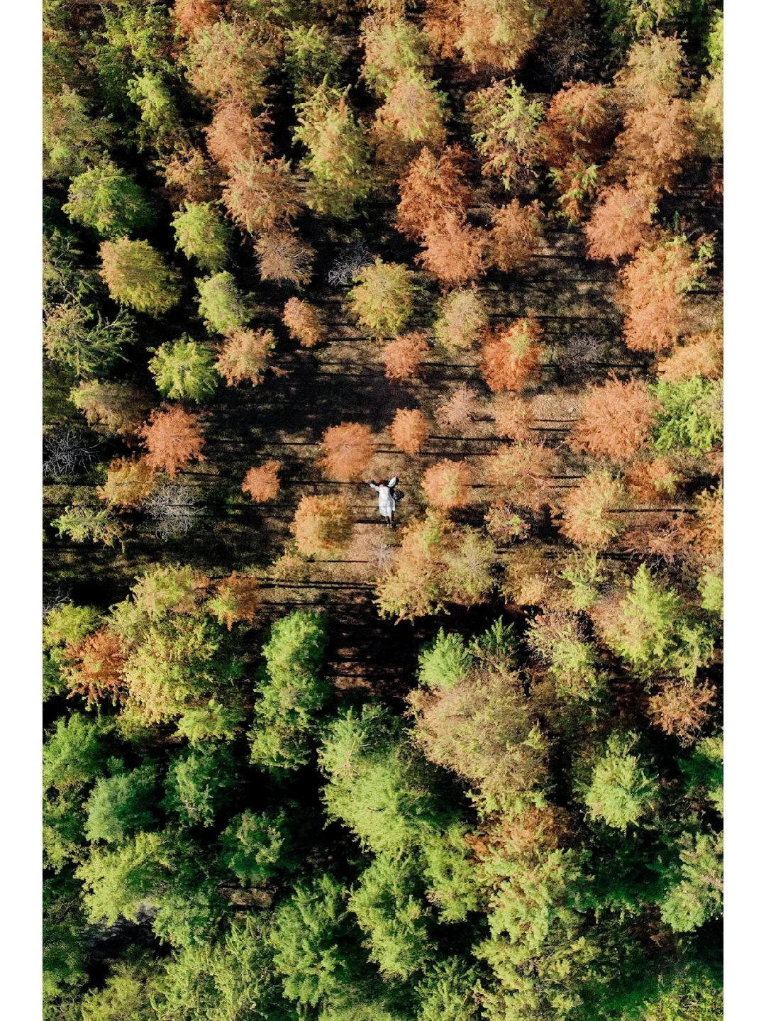 落羽杉红了🍁广州的秋色从这里开始