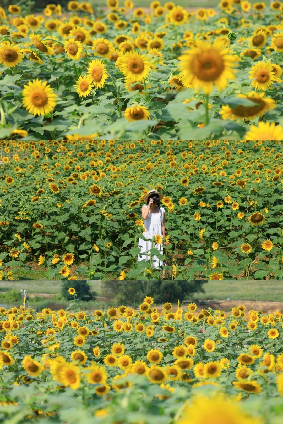 武汉超大片向日葵花海❗️居然没人拍快冲