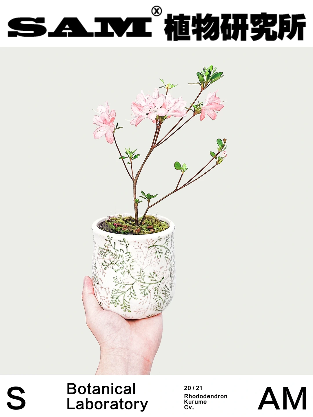 久留米杜鹃｜Rhododendron Kurume Cv.