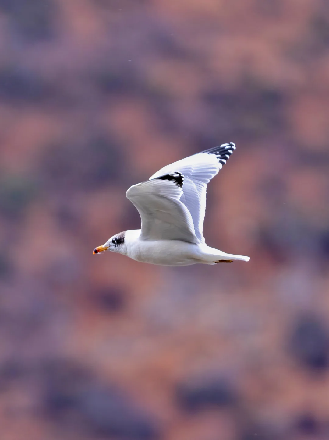 一只优美的渔鸥从我的车窗前飞过