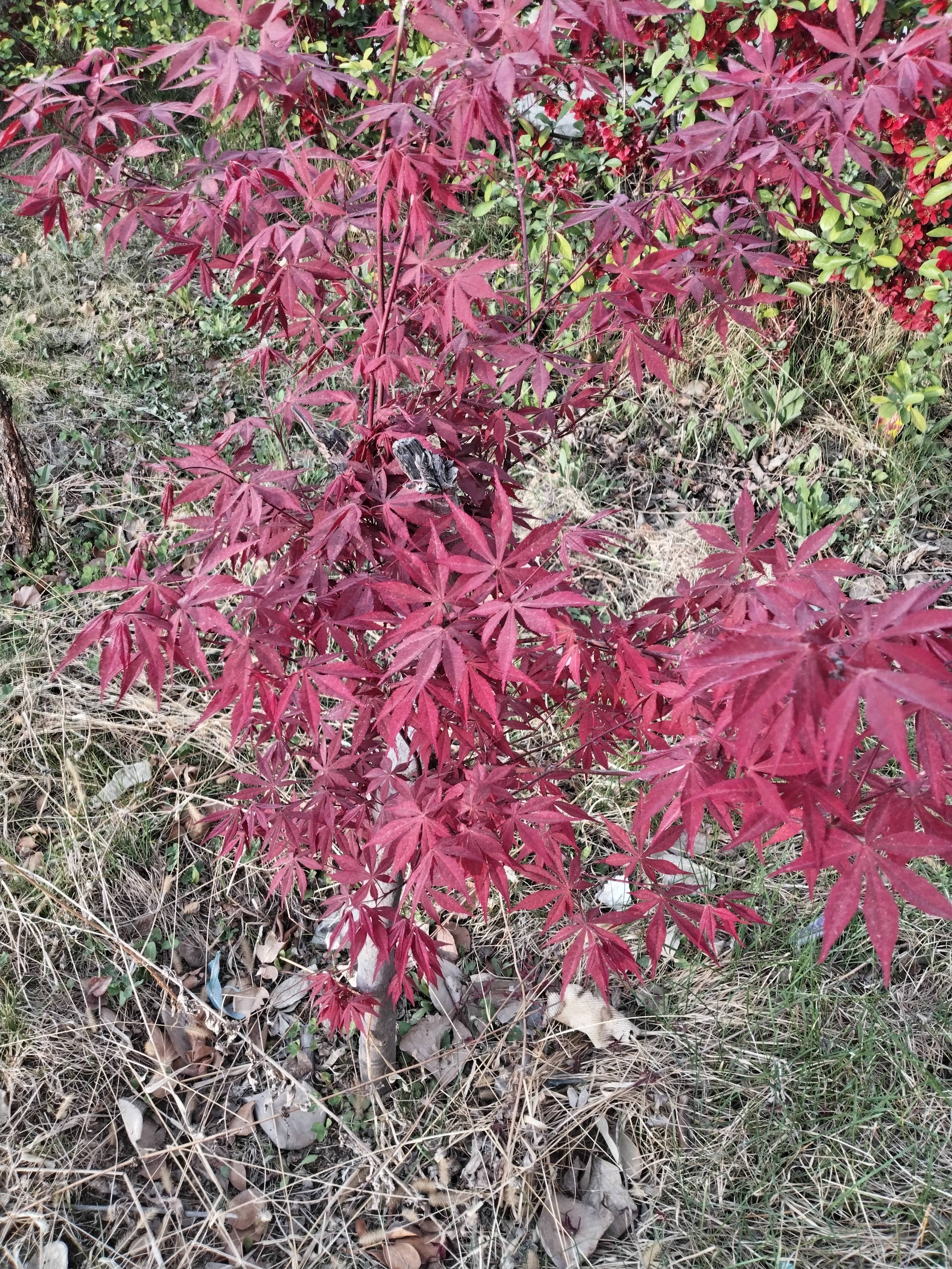 酒肉朋友千千万，贪财朋友万万千。患难与共君子少，锦上添花小人多。[祈祷...