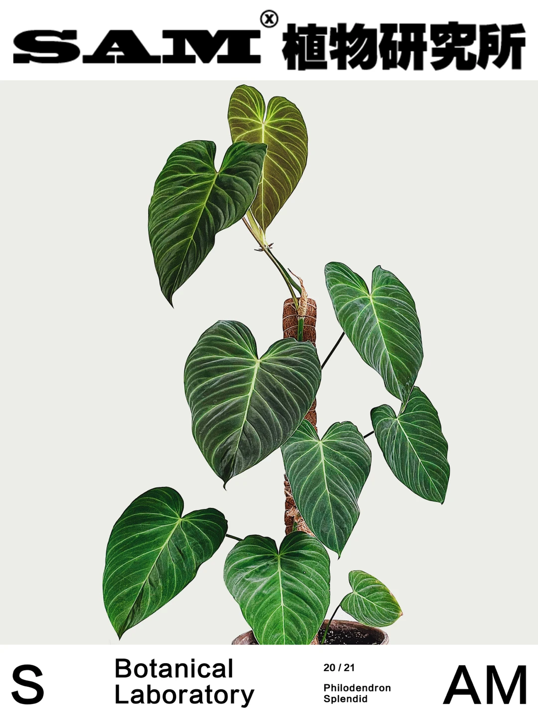 灿烂蔓绿绒｜Philodendron Splendid