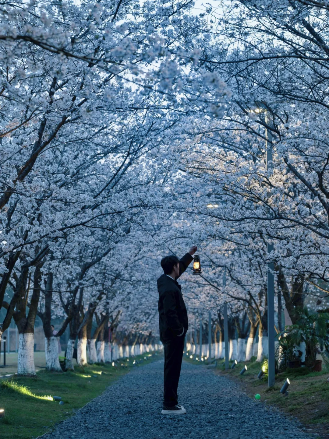接下来的杭州 是一万次的春和景明｜赏樱攻略