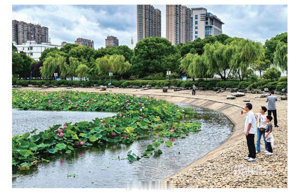 【雨后荷花别样红 楚楚动人引客来】近日，夏雨连绵，市政府广场前人工湖的...