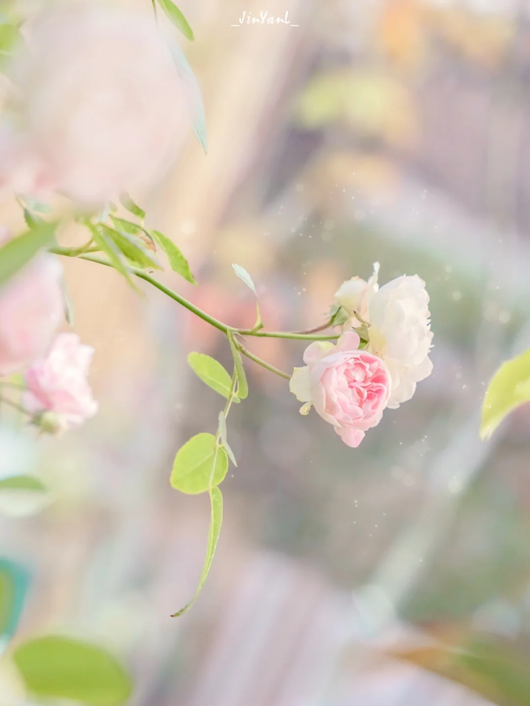 厦门拍摄｜谁能拒绝自带浪漫属性的蔷薇呢⁉️