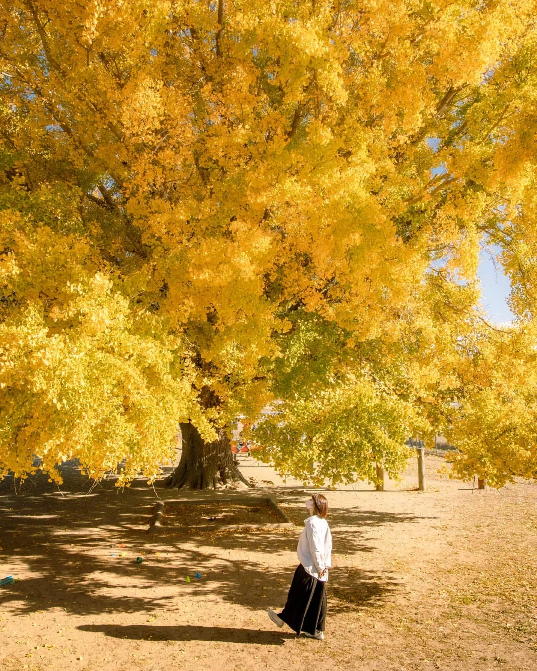 日本爱知县丨哇啊！银杏神树，不容错过