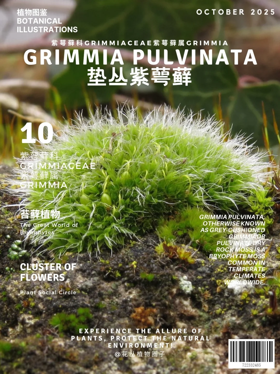 垫丛紫萼藓Grimmia pulvinata