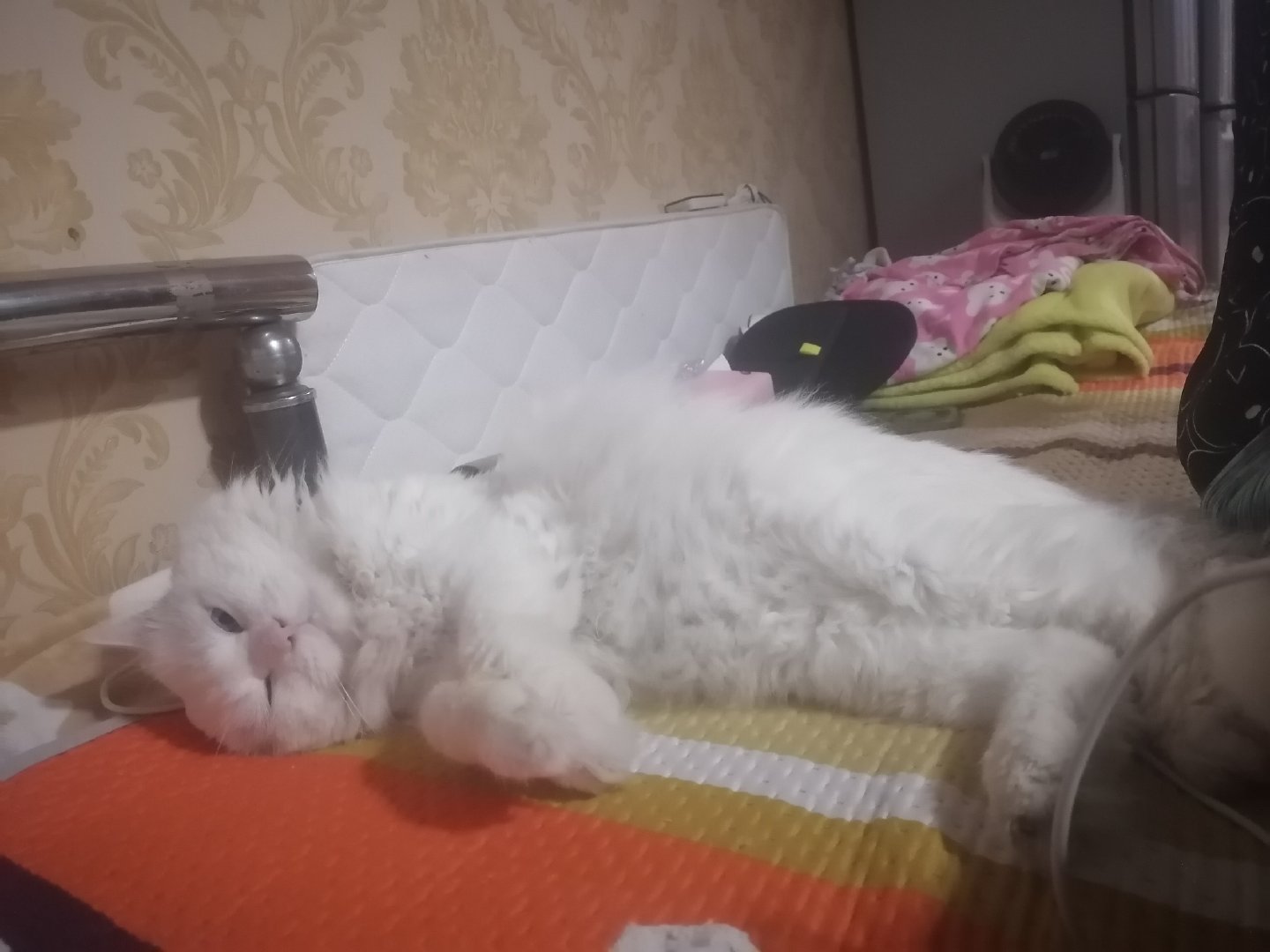 身体抱恙了一段时间，现在已经大好了～接着奏乐接着舞🎶 保罗二世复花、临街的扁豆花、睡梦中wink的小猪仔、不明的花花／蔬菜、又被我手机AI喊狗的小猪仔、大道上的羊咩咩🐐 ​