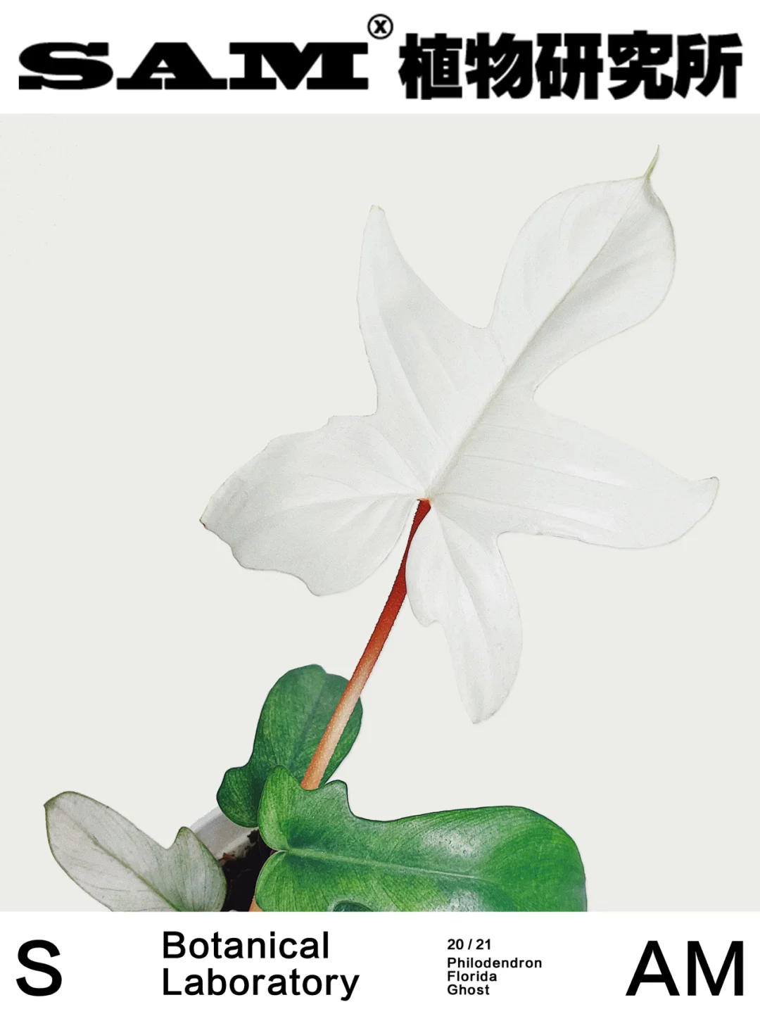 幽灵蔓绿绒｜Philodendron Florida Ghost