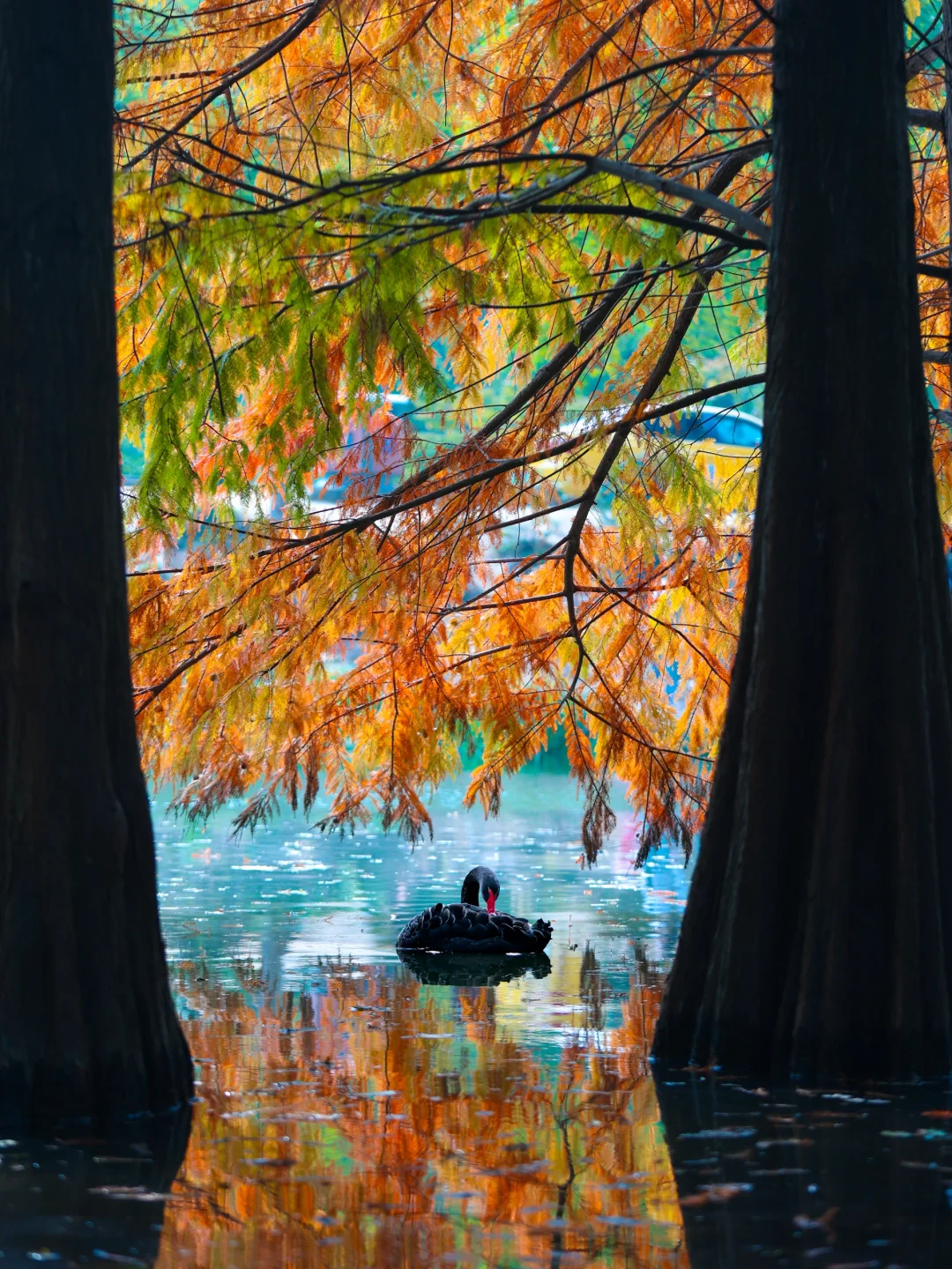 11.4实拍！南京水衫林新发现！不花钱攻略